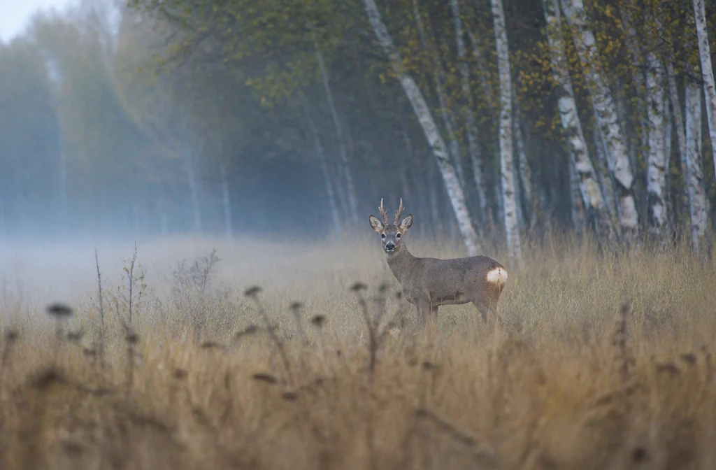 Siberian roe deer at the edge of a birch forest